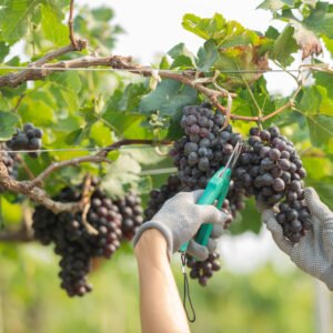 Módulo 2: Processo de Vinificação – Etapas da Produção do Vinho 🍷🍇