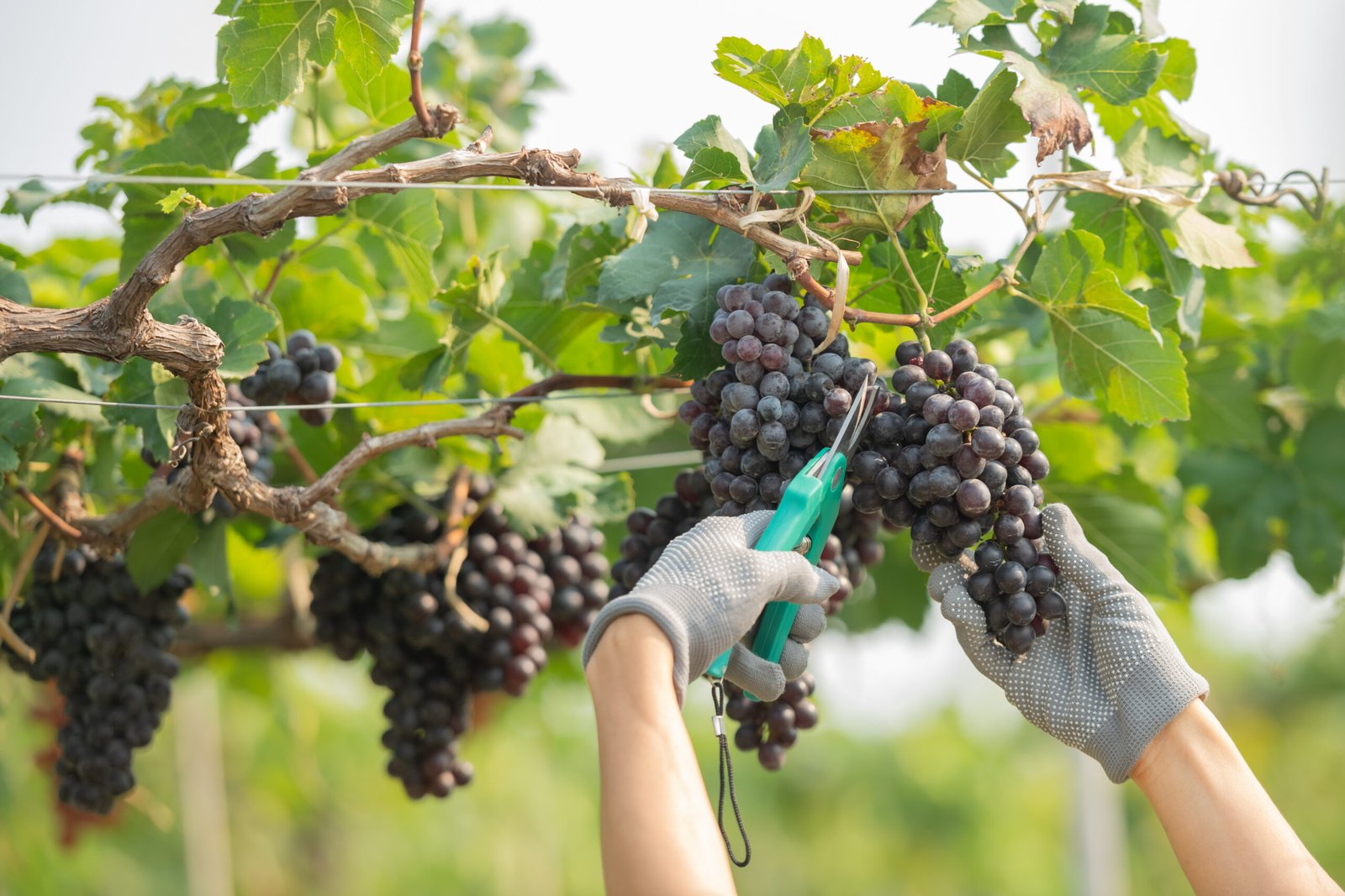 Módulo 2: Processo de Vinificação – Etapas da Produção do Vinho