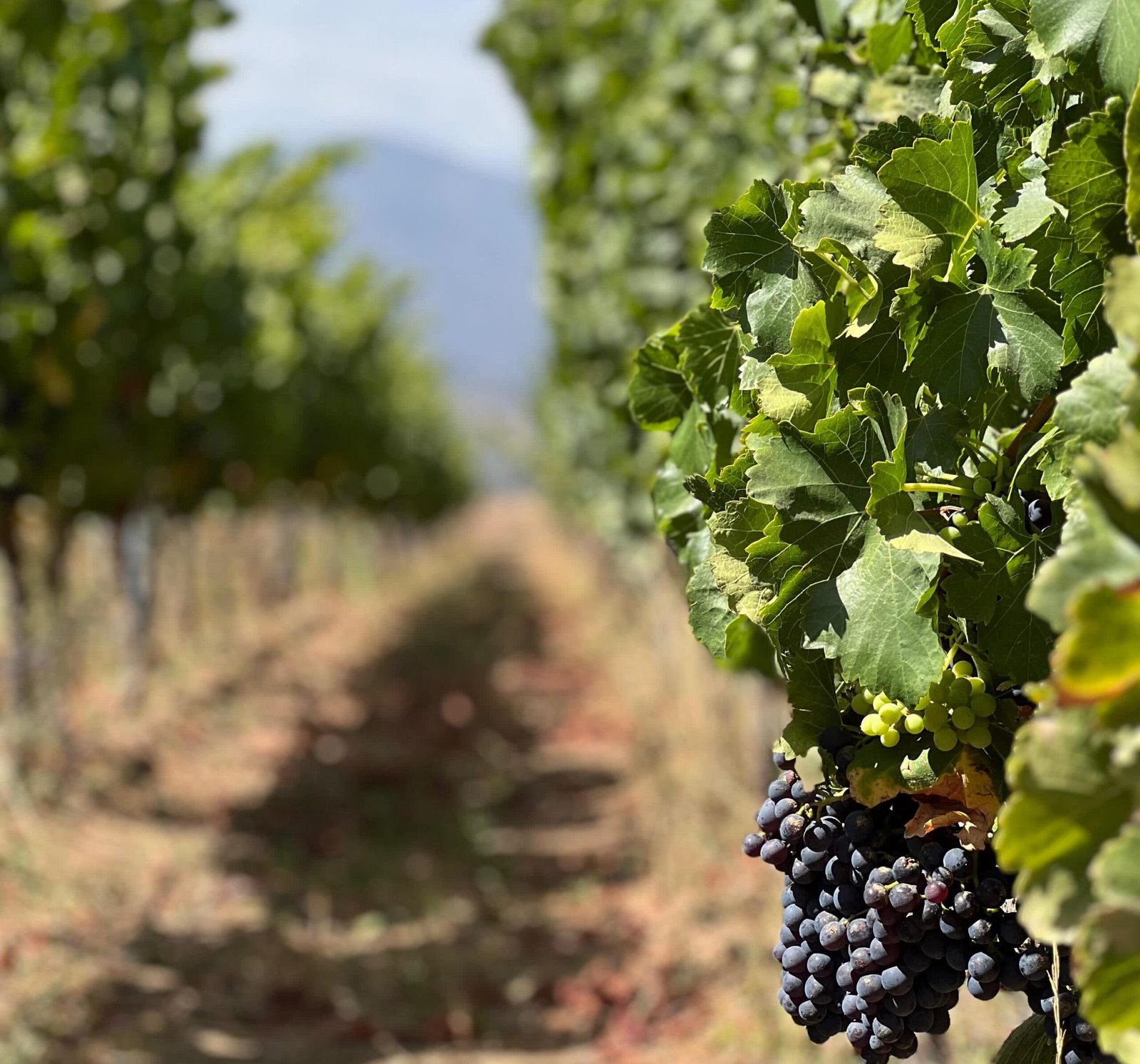 Módulo 2: Processo de Vinificação – Etapas da Produção do Vinho 🍷🍇