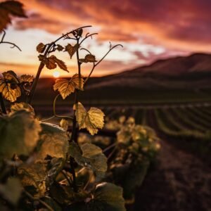 Cover terroir